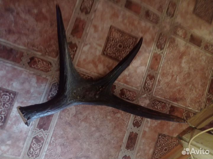 Продам рога лося