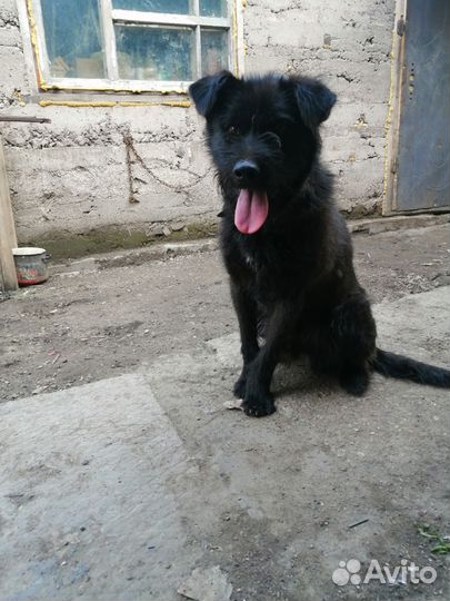 Помесь с ризеншнауцером