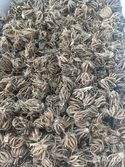 Ранункулюс луковицы, лютик азиатский