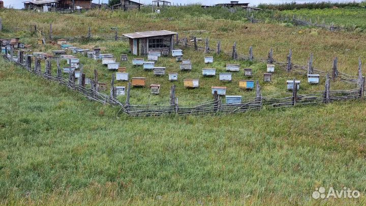 Продам пчел с ульями