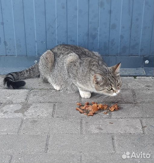 Кошка в добрые руки