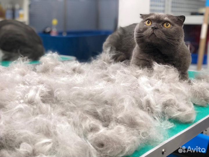 Кошки груминг - стрижки, вычес и экспресс линька