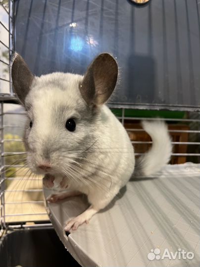 Шиншилла белый Вилсон мозаик самец