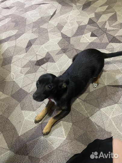 Мини той-терьер