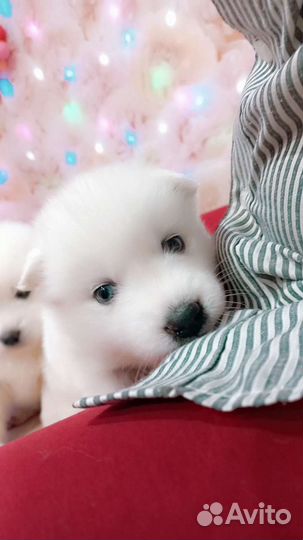 Самоедская лайка