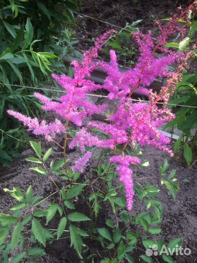 Многолетние цветы - астильбы