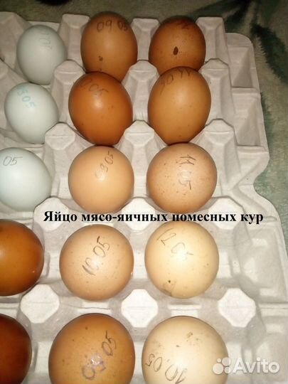 Инкубационное яйцо Марана, Амераукана, микс