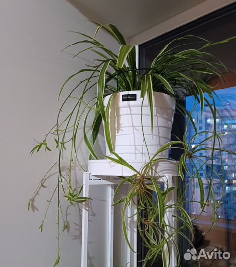 Хлорофитум