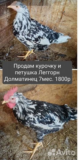 Куры цыплята