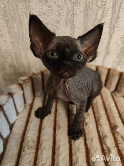 Котята девон-рекс