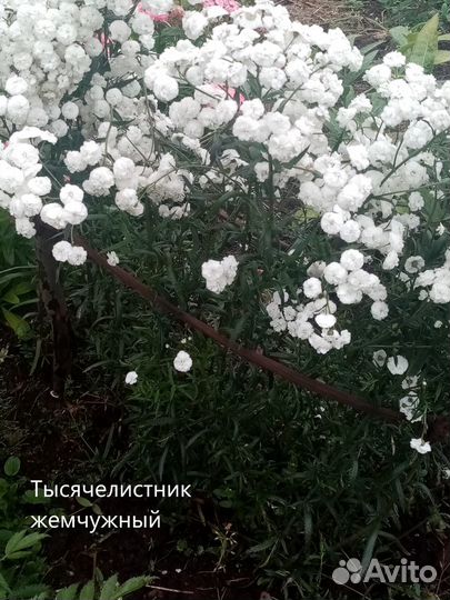 Неприхотливые многолетники