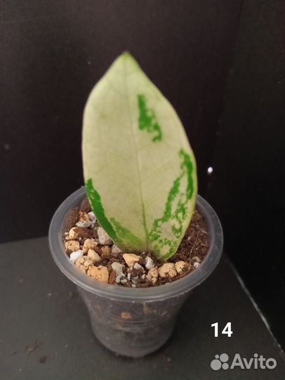 Замиокулькас вариегатный шорт лив