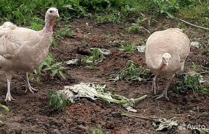 Индюки домашние