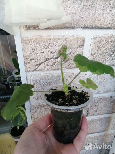 Пеларгония