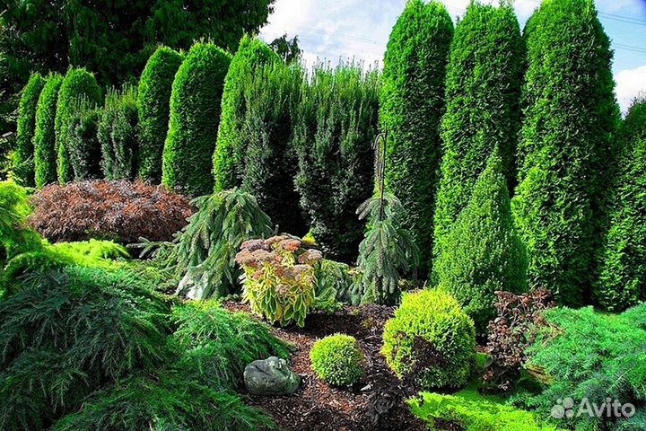 Туя екстра класса