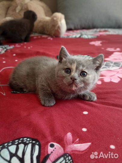 Готовятся к продаже 3 принцессы