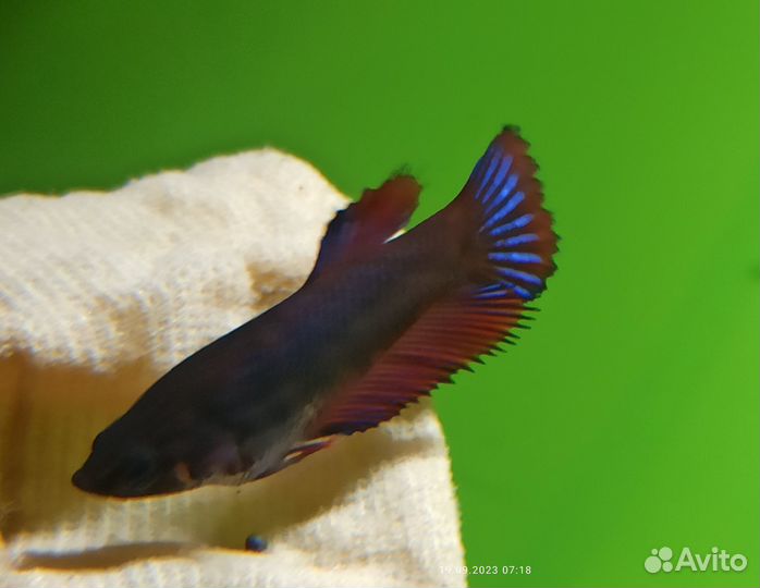 Рыбка петушок молодь