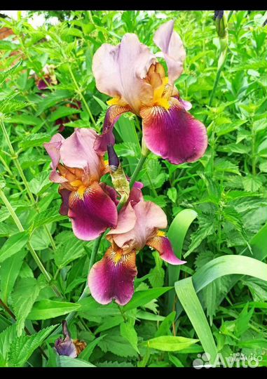 Ирис чебоксары. Ирис касатик гладкий. Салон красоты ирис волжский. Ирис консумейшн. Ирис чебоксары.