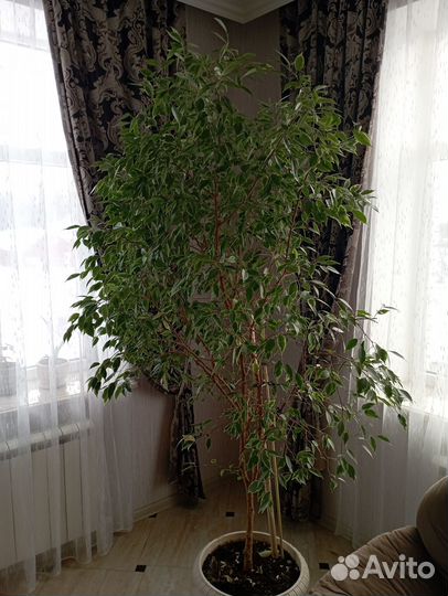 Фикус бенджамина