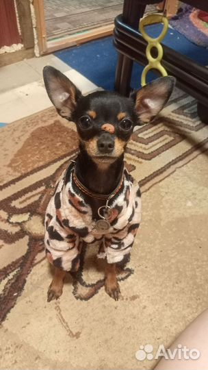 Вязка той-терьер мини