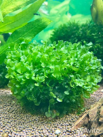 Мох ломариопсис