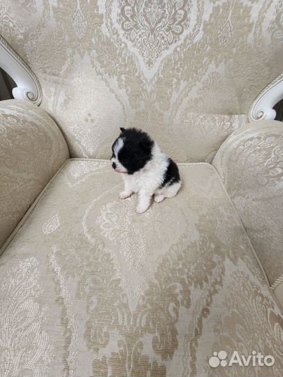 Померанский шпиц медвежьего типа