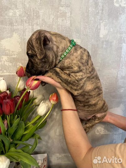 Щенок питбуля