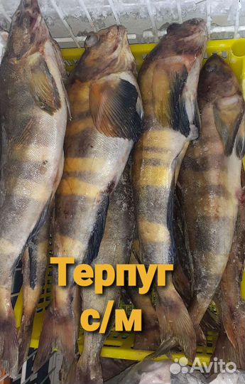 Рыба с/м в ассортименте. Скумбрия (Фареры)