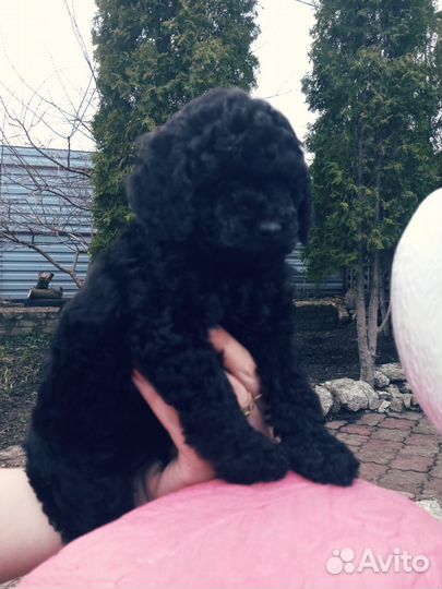 Щенки той пуделя