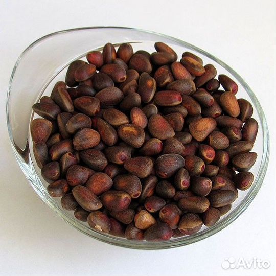 Орех кедровый