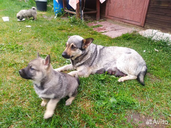 Щенок в добрые руки