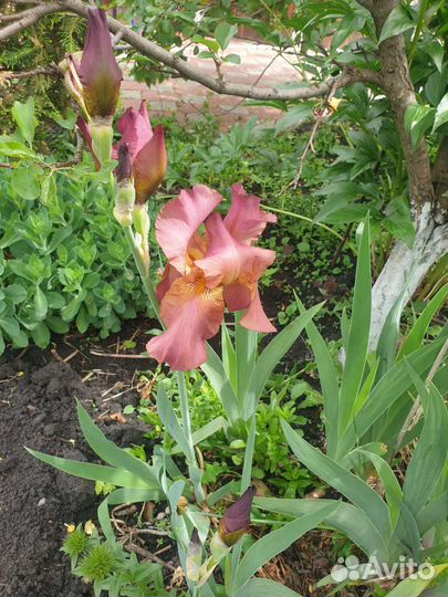 Ирис сортовые