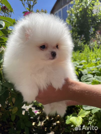Померанский шпиц