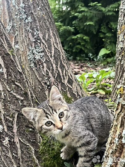 Кошечка в добрые руки