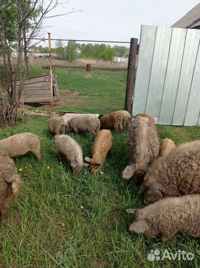 Венгерская мангалица поросята на племя