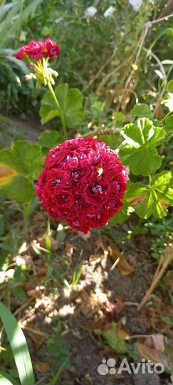 Герань пеларгония розебудная