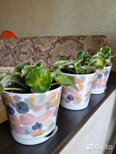 Фиалка в горшках