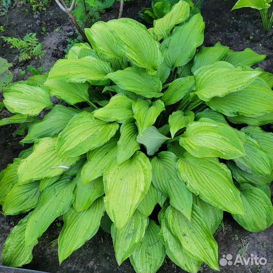 Хоста растение