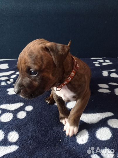 Щенки Питбуль