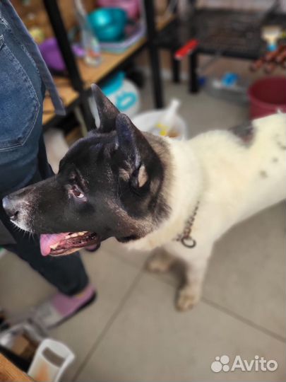 Акита мальчик ищет хозяина