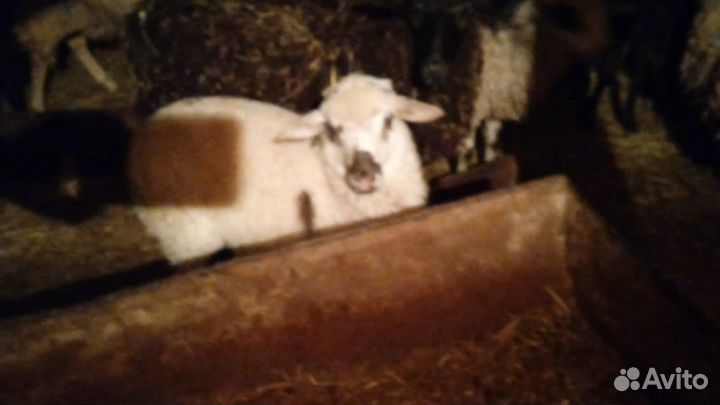 Овцы бараны