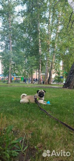 Мопс