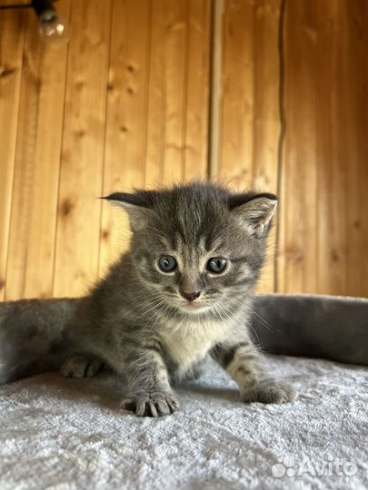 Серая кошка (котенок)