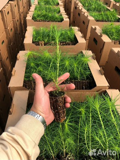 Саженцы сосны зкс от производителя