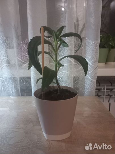 Каланхоэ лечебное