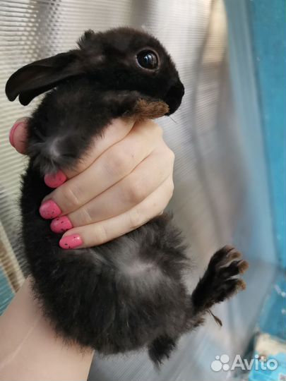 Декоративные карликовые кролики