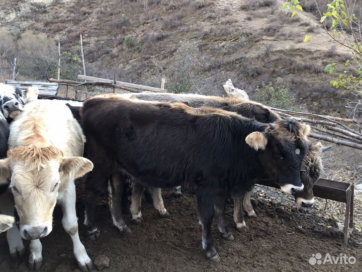 Телята телки