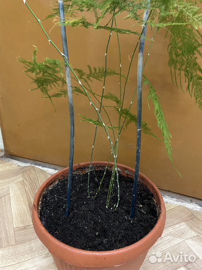 Аспарагус перистый