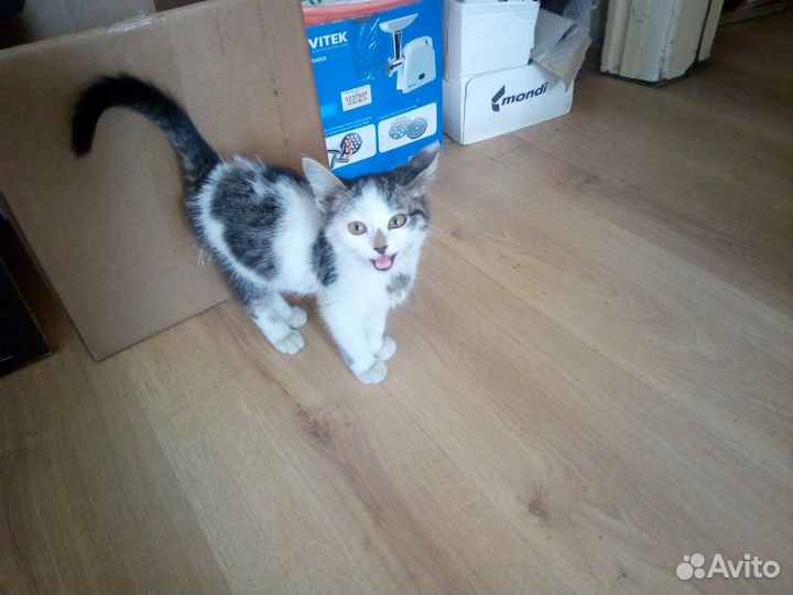 Кошки в добрые руки