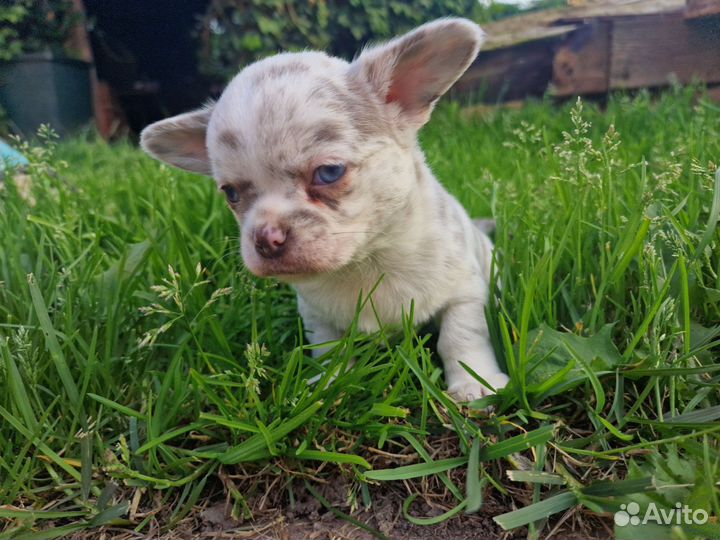 Чихуахуа девочка с редким окрасом лиловый мерль